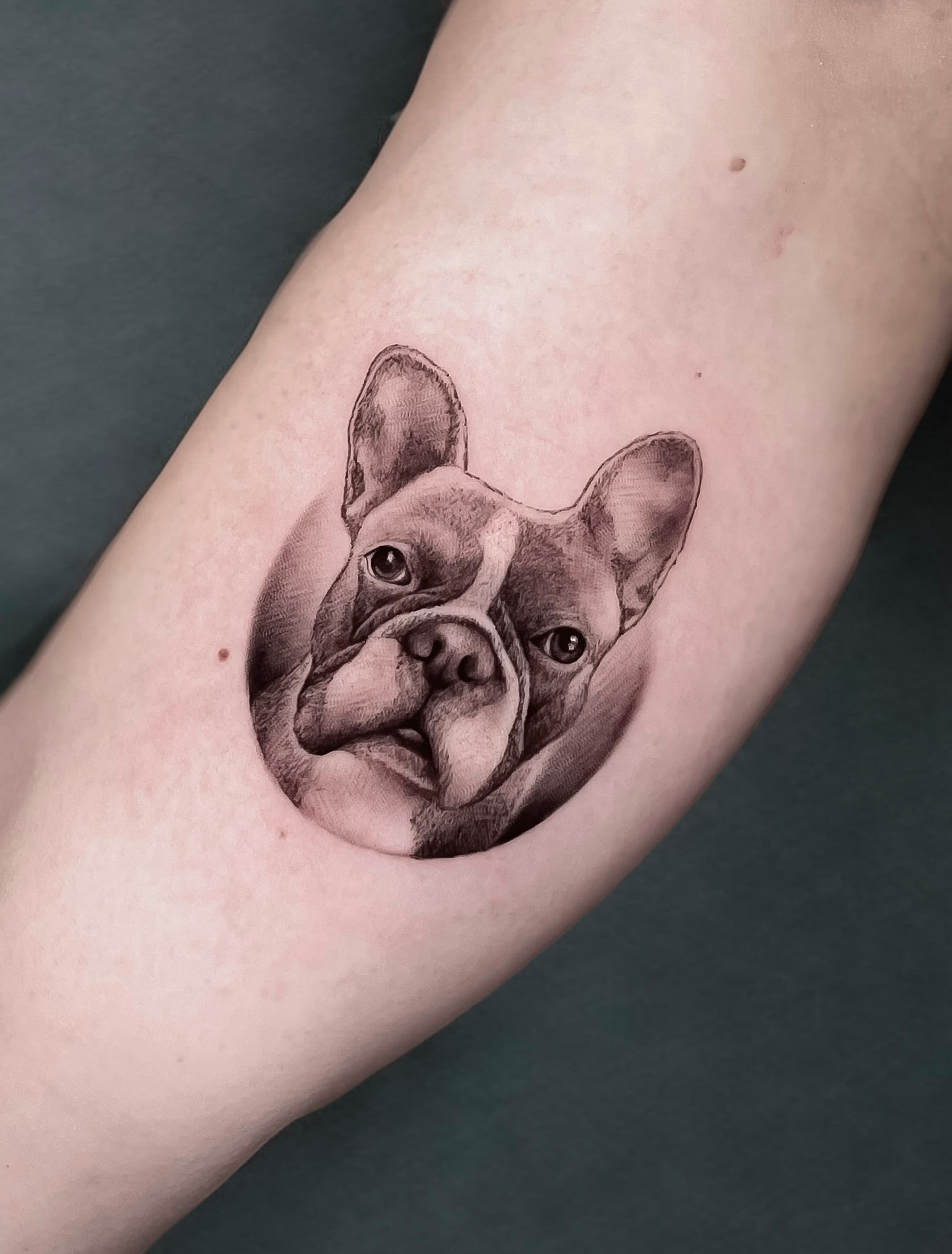 Small dog portrait